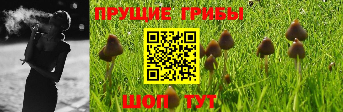 Павловский Посад  Галлюциногенные грибы Psilocybine cubensis  Вход с VPN  Псилоцибиновые грибы GOLDEN TEACHER 